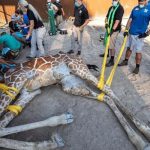 El increíble rescate de una jirafa con más de 24 especialistas Foto: Emotivo recate de a una jirafa /cortesía