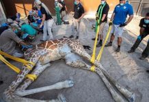 El increíble rescate de una jirafa con más de 24 especialistas Foto: Emotivo recate de a una jirafa /cortesía