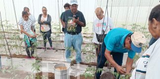 Foto: INTA capacita a familias productoras de hortalizas /TN8