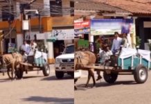 A lo cavernícola: Novios llegan en carretón de caballo en lugar de un carro Foto: Novios son la sensación en redes /cortesía