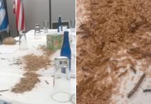 Mesa preparada para Netanyahu en hotel de Washington aparece infestada de gusanos Foto: Gusanos sobre una mesa en un hotel de Washington /Cortesía