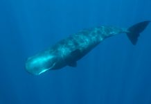 ¡Cachalote! Uno de los animales más gigantes y ruidoso del océano Foto: El cachalote tiene la capacidad de emitir los sonidos más fuertes/Cortesía