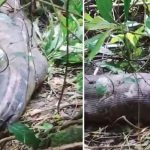 Espeluznante: Hallan el cuerpo de una mujer dentro de una pitón en Indonesia Foto: Hallan a una mujer en el estómago de una pitón en Indonesia /Cortesía