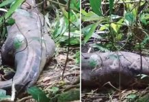 Espeluznante: Hallan el cuerpo de una mujer dentro de una pitón en Indonesia Foto: Hallan a una mujer en el estómago de una pitón en Indonesia /Cortesía