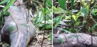 Foto: Hallan a una mujer en el estómago de una pitón en Indonesia /Cortesía