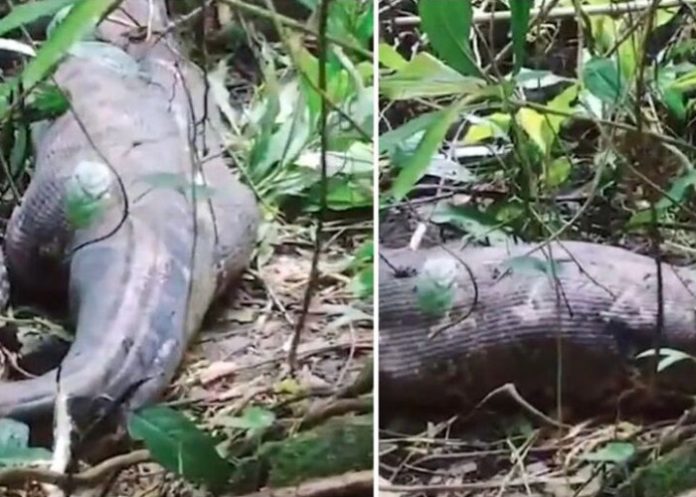 Foto: Hallan a una mujer en el estómago de una pitón en Indonesia /Cortesía