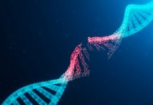 Nueva investigación muestra reparación de daños en el ADN por el alcohol Foto: Identifican cómo se reparan los daños en el ADN/Cortesía
