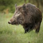¡Maravilla de la naturaleza! animales poco comunes captados en la Reserva Indio Maíz Foto: Reserva Indio Maíz revela sus más grandes secretos /Cortesía