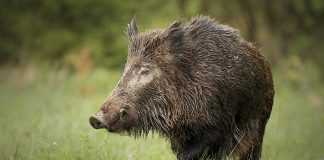 Foto: Reserva Indio Maíz revela sus más grandes secretos /Cortesía