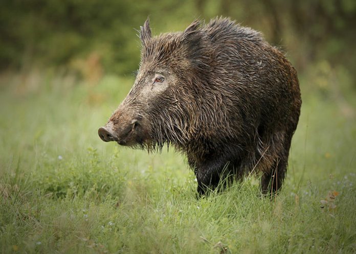 Foto: Reserva Indio Maíz revela sus más grandes secretos /Cortesía