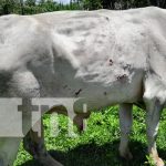 Motociclista choca contra un semoviente en Jalapa Foto: No guardó distancia y chocó contra otra motocicleta en Jalapa /TN8