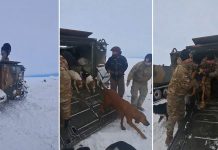 Argentina: Salvan a hombre y sus 13 perros atrapados en la nieve Foto: Conmovedor rescate en Argentina /cortesía