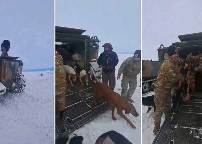 Foto: Conmovedor rescate en Argentina /cortesía Foto: Conmovedor rescate en Argentina /cortesía