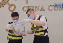 Foto: Hombre detenido por llevar escondidas más de 100 serpientes/Créditos
