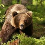 Proyecto de ley para caza de osos en Rumania es desaprobado Foto: Proyecto de ley para caza de osos en Rumania es desaprobado/Créditos