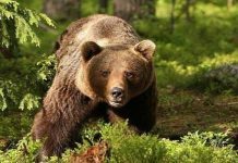 Proyecto de ley para caza de osos en Rumania es desaprobado Foto: Proyecto de ley para caza de osos en Rumania es desaprobado/Créditos