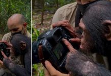 Chimpancé se vuelve viral al demostrar su inteligencia (Video) Foto: Chimpancé de tres años se vuelve viral al demostrar su inteligencia/créditos