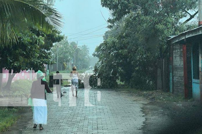 2 Foto: ¡Intensas lluvias y fuertes vientos causan estragos en Bilwi! Inundaciones y caída de árboles/TN8