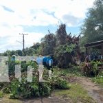 Árbol de chilamate cae sobre dos personas en la Isla de Ometepe Foto: Árbol de chilamate cae sobre dos personas en la Isla de Ometepe/ TN8