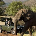 Terrible desgracia: turista muere pisoteado por un elefante en Sudáfrica Foto: Turista muere en Sudáfrica pisoteado por un elefante /Cortesía