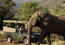Terrible desgracia: turista muere pisoteado por un elefante en Sudáfrica Foto: Turista muere en Sudáfrica pisoteado por un elefante /Cortesía
