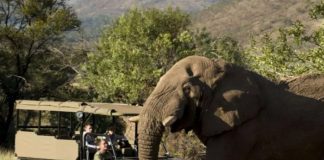 Foto: Turista muere en Sudáfrica pisoteado por un elefante /Cortesía