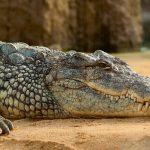 Sacrifican al cocodrilo que mató a una niña en un río de Australia Foto: Sacrifican al cocodrilo que mató a una niña en Australia /Cortesía