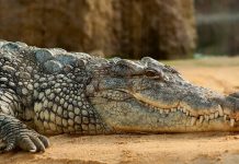 Sacrifican al cocodrilo que mató a una niña en un río de Australia Foto: Sacrifican al cocodrilo que mató a una niña en Australia /Cortesía