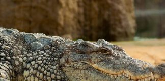 Foto: Sacrifican al cocodrilo que mató a una niña en Australia /Cortesía