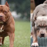 Foto: Dos perros pitbulls atacaron a una mujer /Cortesía