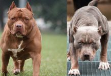 Una mujer es atacada brutalmente por dos perros pitbulls Foto: Dos perros pitbulls atacaron a una mujer /Cortesía