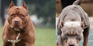 Foto: Dos perros pitbulls atacaron a una mujer /Cortesía