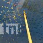 Managua celebra a Santo Domingo de Guzmán con tradiciones centenarias Foto: Managua celebra a Santo Domingo de Guzmán con tradiciones centenarias/TN8