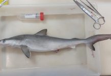 En Río de Janeiro científicos detectan rastros de cocaína en tiburones Foto:En Río de Janeiro científicos detectan rastros de cocaína en tiburones/créditos