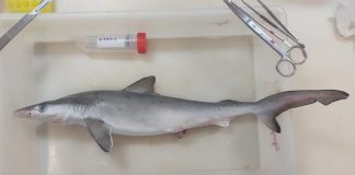 Foto:En Río de Janeiro científicos detectan rastros de cocaína en tiburones/créditos