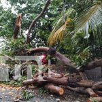 Foto: Fuertes vientos provocaron caída del árbol en Ometepe/Cortesía