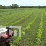 Foto: Capacitan sobre mejoras en el ajonjolí de Nicaragua / TN8