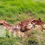 Hallazgo de osamentas de caballo alarma a pobladores en Carazo Foto: Destace de caballos en San Marcos, Carazo / TN8