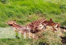 Hallazgo de osamentas de caballo alarma a pobladores en Carazo Foto: Destace de caballos en San Marcos, Carazo / TN8