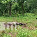 Comido por las aves, así hallan un cuerpo en un predio en Cárdenas, Rivas