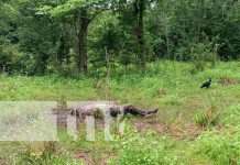 Comido por las aves, así hallan un cuerpo en un predio en Cárdenas, Rivas