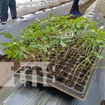 Tomateros de Managua fortalecen técnicas con el INTA Foto: INTA fortalece técnicas con cultivo de tomate en Managua / TN8