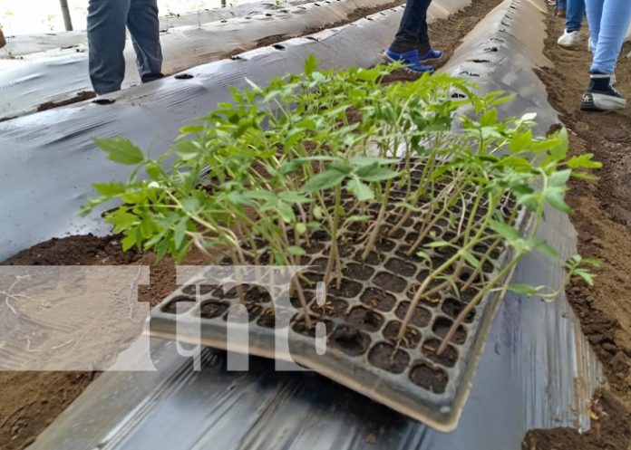 Foto: INTA fortalece técnicas con cultivo de tomate en Managua / TN8