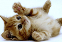 ¿El 8 de agosto se celebra el día del gato? Foto: ¿El 8 de agosto se celebra el día del gato?