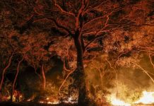 Ascienden a seis los sospechosos de provocar incendios en Brasil Foto: Investigación en Brasil /cortesía