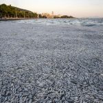 Expertos explican muerte masiva de peces en el puerto de Volos, Grecia Foto: Expertos explican muerte masiva de peces en el puerto de Volos, Grecia.