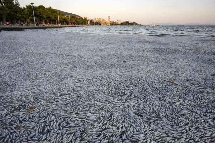 Foto: Expertos explican muerte masiva de peces en el puerto de Volos, Grecia. Foto: Expertos explican muerte masiva de peces en el puerto de Volos, Grecia.