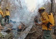 Más de 50 procesos penales por incendios forestales en Bolivia Foto: Bolivia enfrenta ola de incendios /cortesía