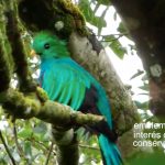 MARENA impulsa nueva campaña «Naturalmente Silvestre, el Bosque es mi Hogar» Foto: MARENA lucha por preservar la fauna silvestre /TN8