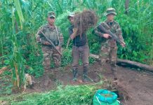 Ejército de Nicaragua incauta e incinera 90,000 plantas de marihuana en Jinotega Foto: Ejército de Nicaragua incauta e incinera 90,000 plantas de marihuana en Jinotega/Cortesía